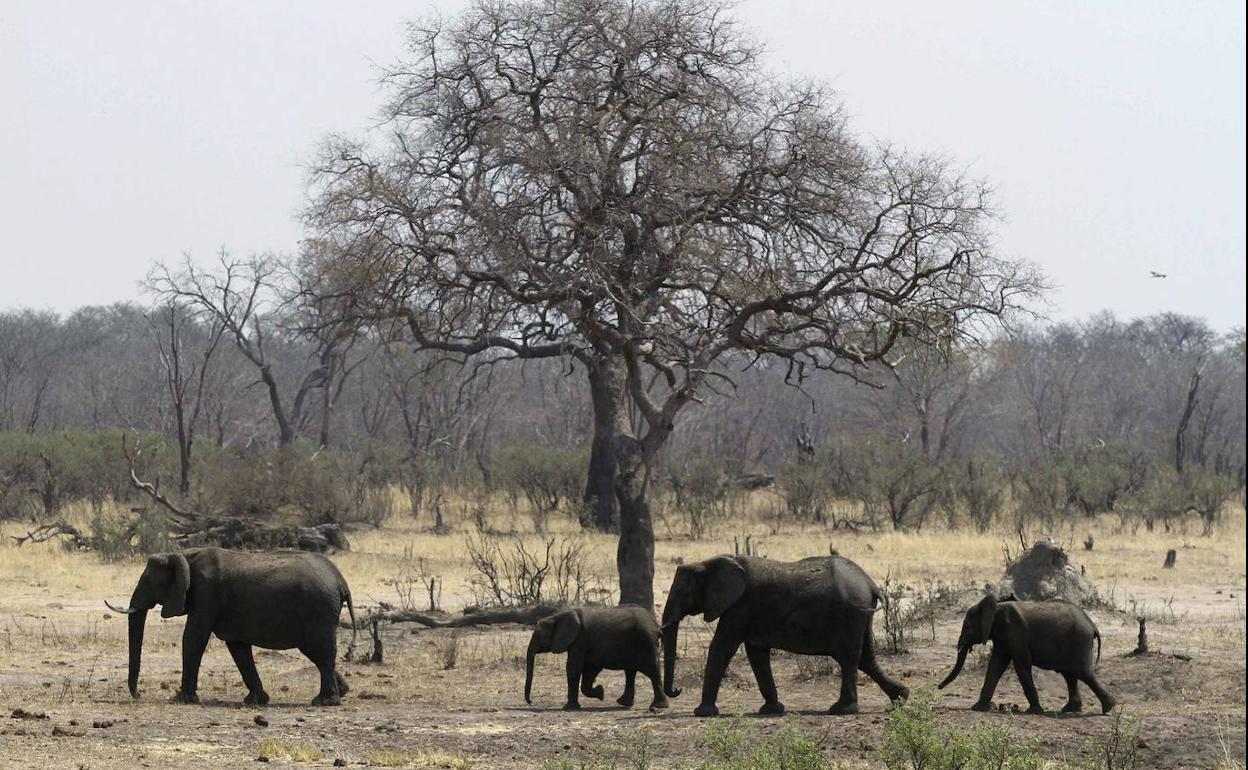 Una manada de elefantes del Parque Nacional de Hwange (Zimbabue).