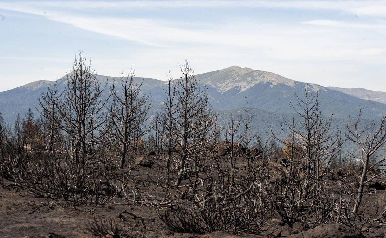 Imagen de cómo ha quedado la sierra despues del incendio. 