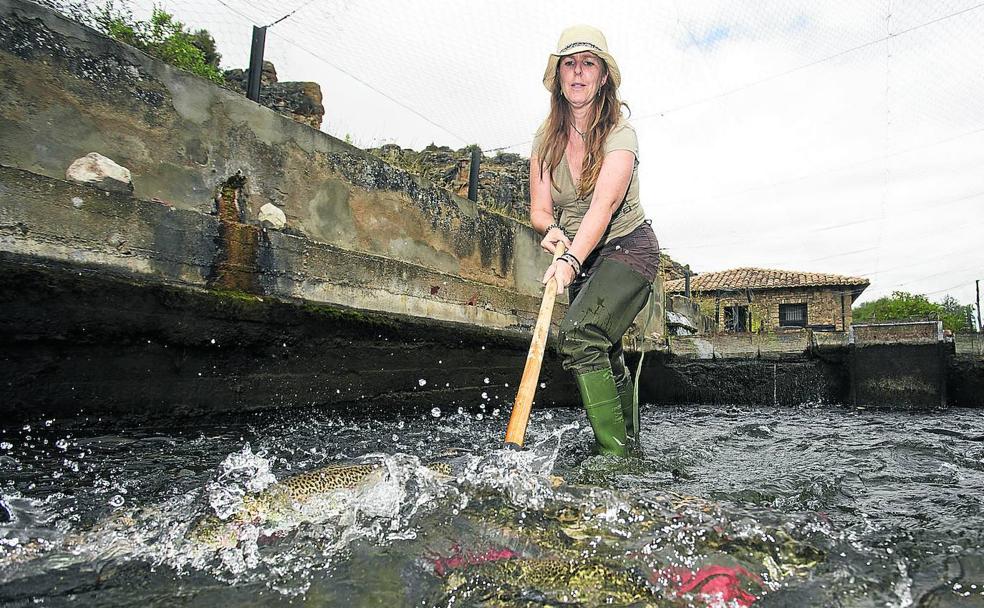 María Polo rastrilla las piscinas donde cría truchas arco iris en el Vildé. Su marido y su hija le ayudan en las labores de piscifactoría. 