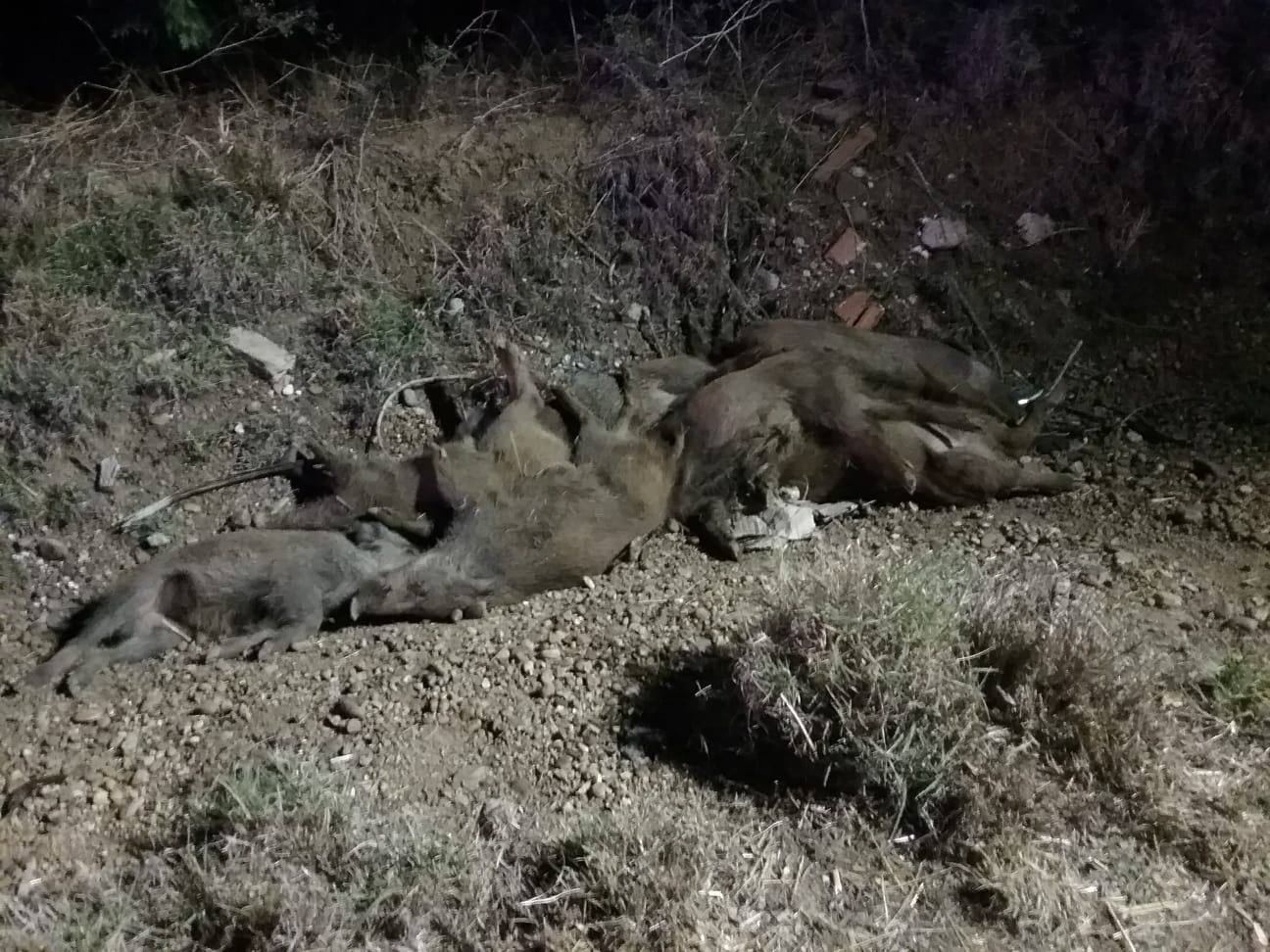 Los jabalíes, en la cuneta tras el accidente. 