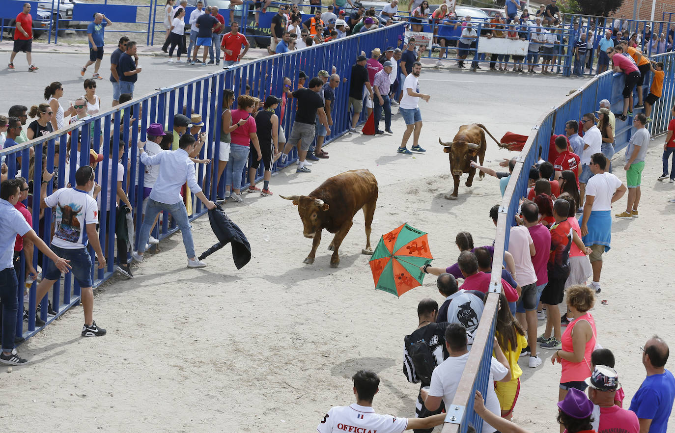 Fotos: Encierro en Aldemayor de San Martín