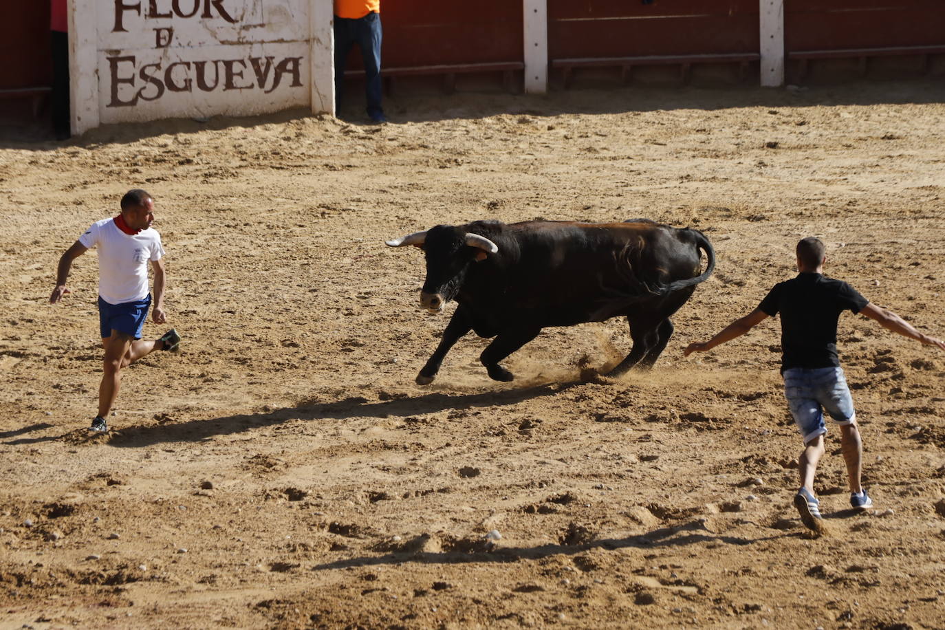 Fotos: Encierro y capea del domingo en Peñafiel