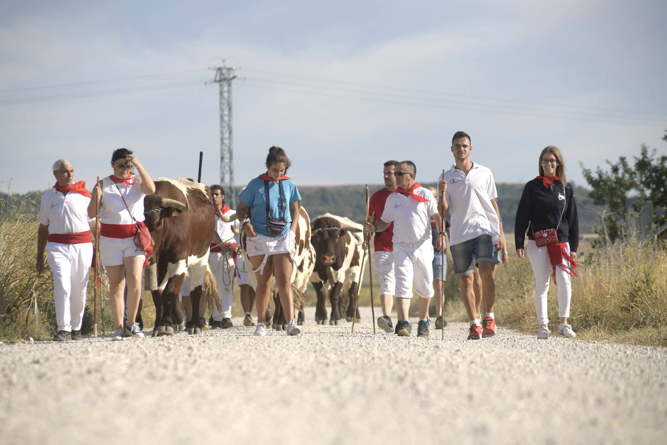 Fotos: Transhumancia de bueyes en Tudela de Duero