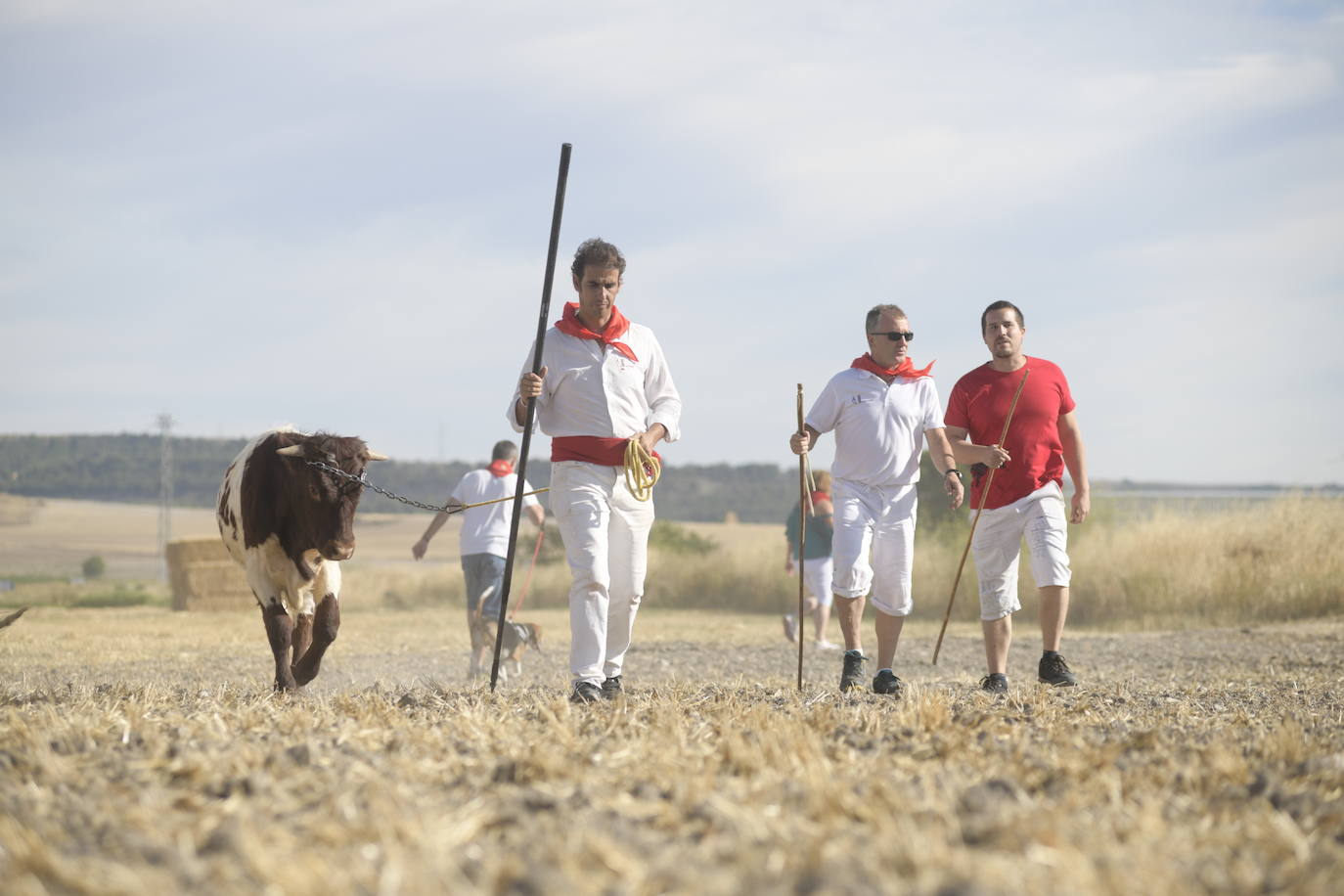 Fotos: Transhumancia de bueyes en Tudela de Duero