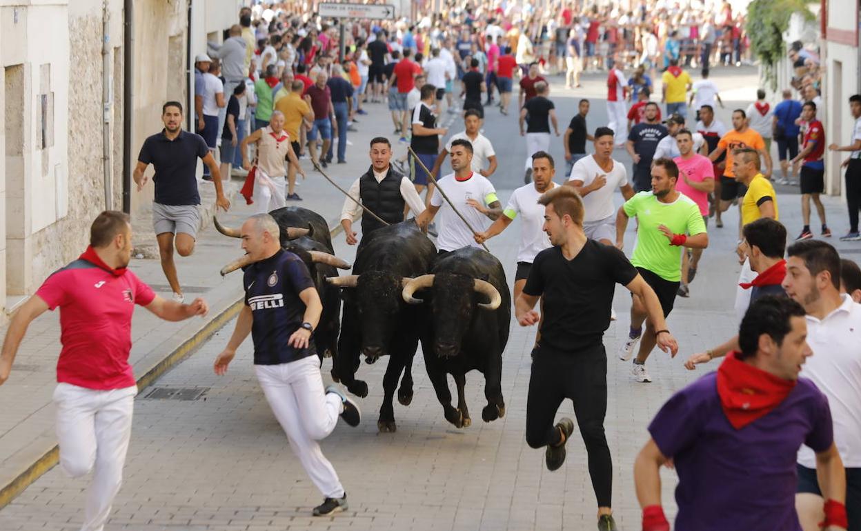 El encierro matutino del domingo de fiestas de Peñafiel.