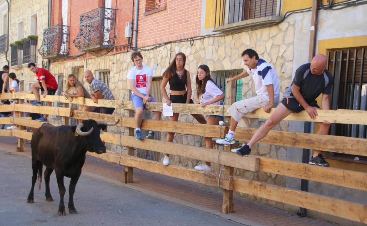 Los aficionados llaman la atención de la vaca desde las tablas. 