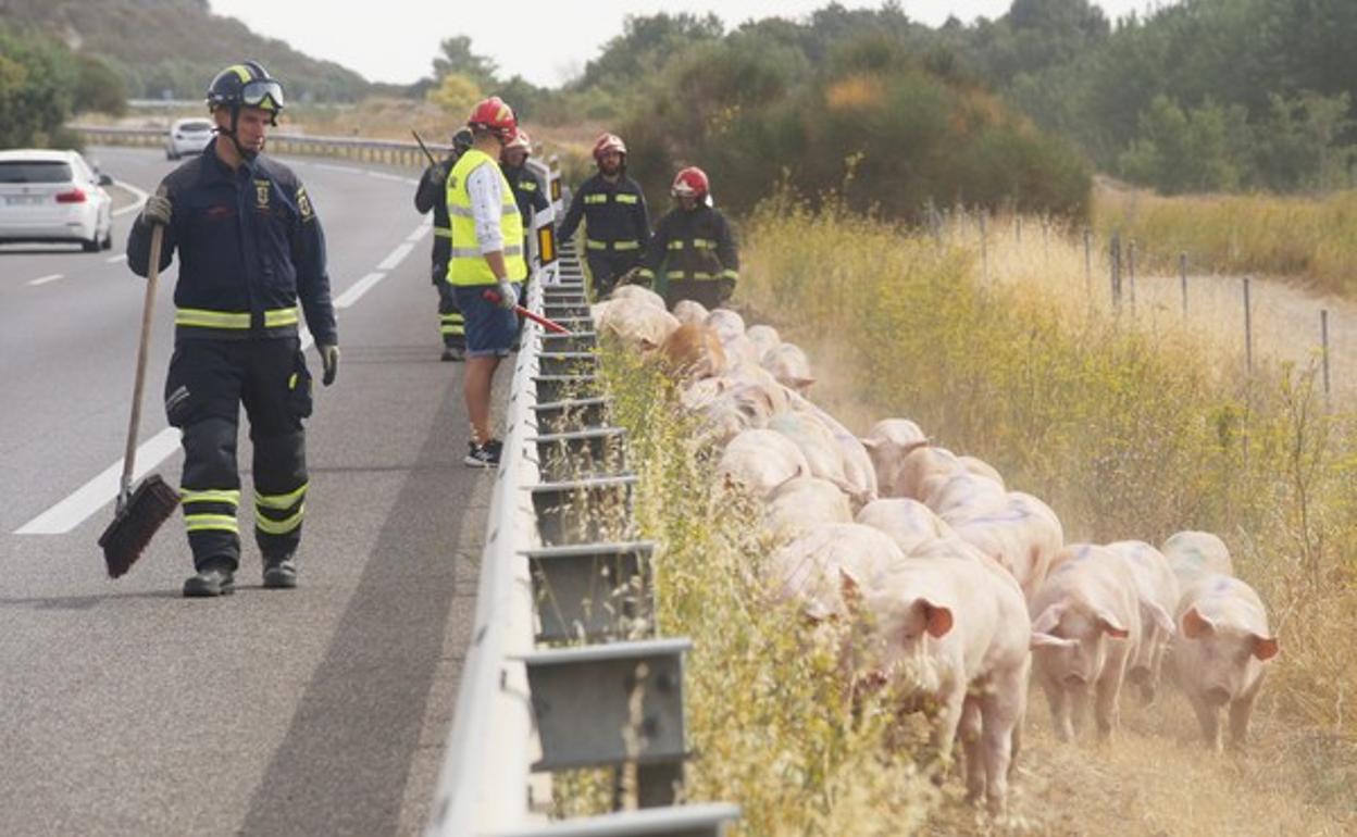 Los bomberos intentan apartar a los cerdos de la autovía para restablecer el tráfico. 