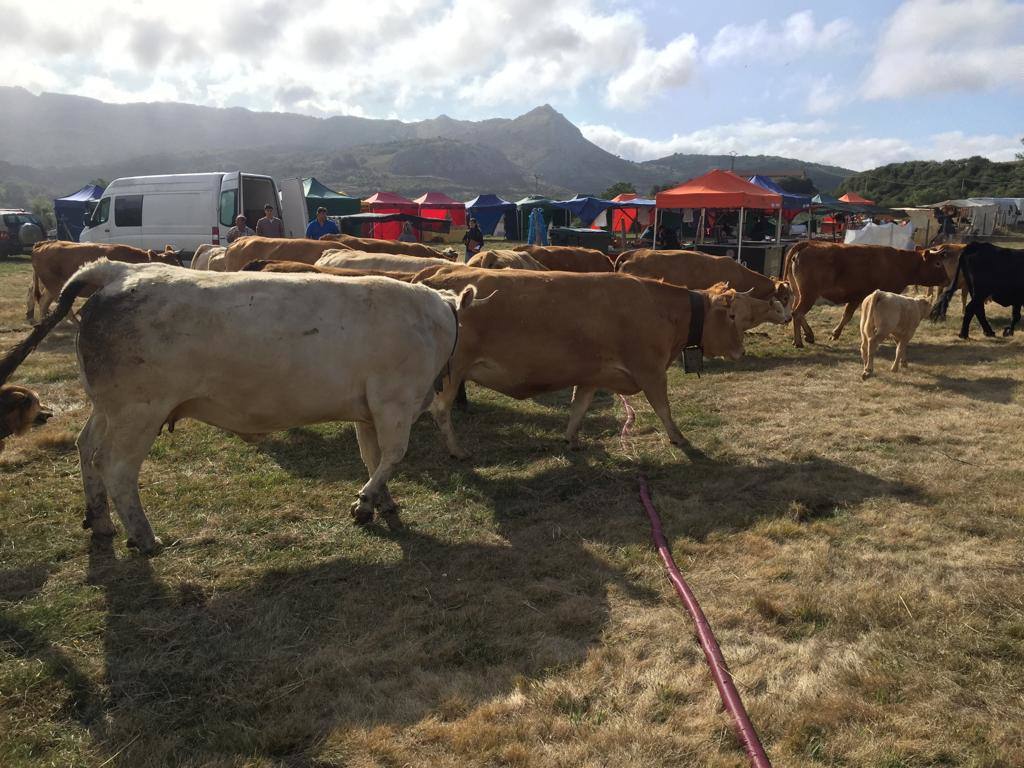 Fotos: Feria de Ganado en San Salvador de Cantamuda