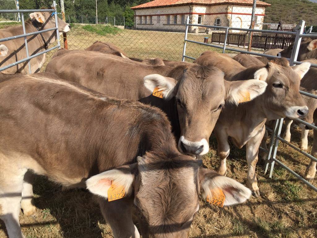 Fotos: Feria de Ganado en San Salvador de Cantamuda