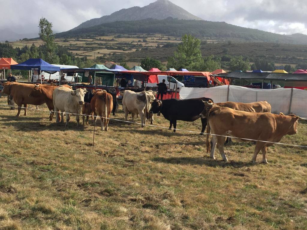 Fotos: Feria de Ganado en San Salvador de Cantamuda