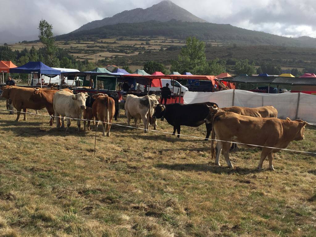 Fotos: Feria de Ganado en San Salvador de Cantamuda