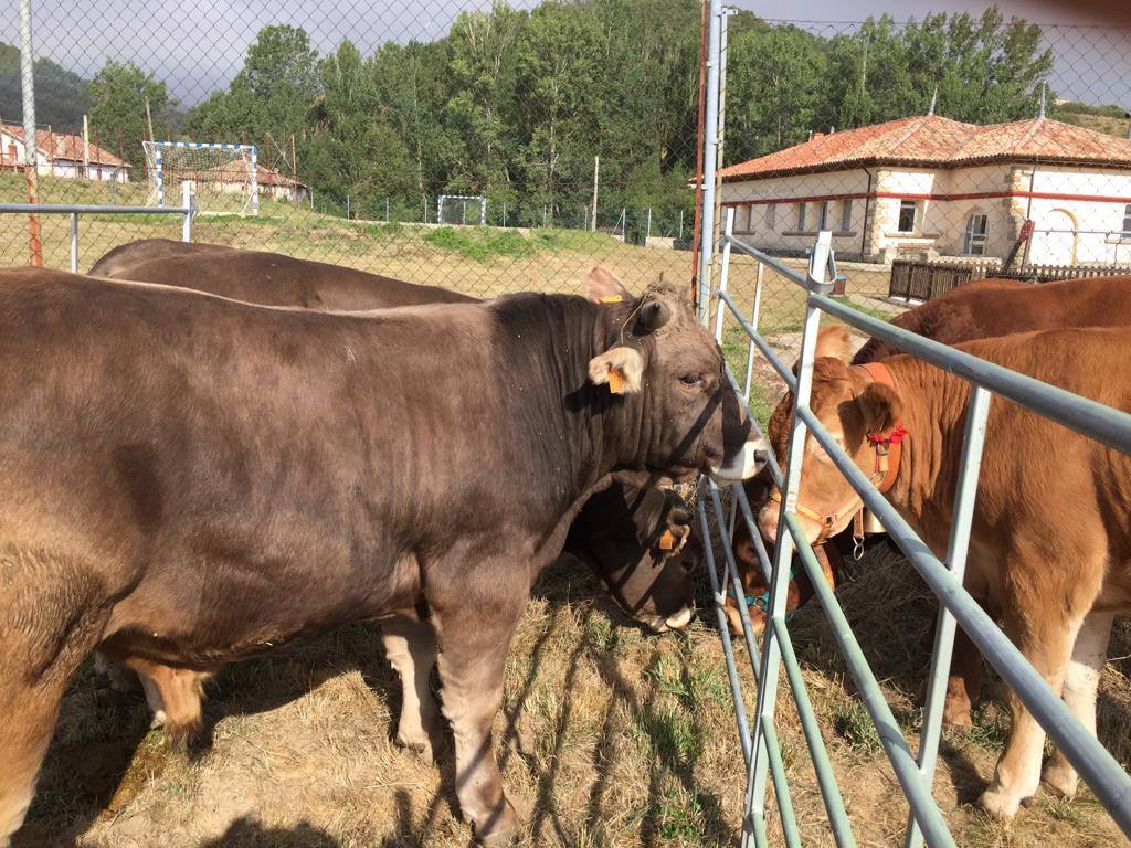 Fotos: Feria de Ganado en San Salvador de Cantamuda