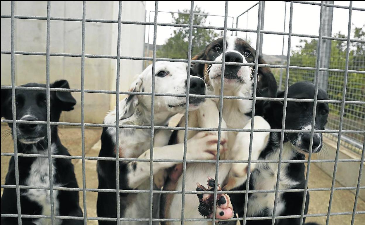 Perros recogidos en Palencia.