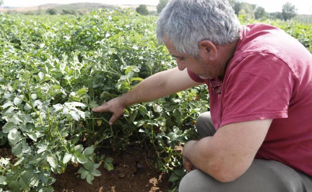 Luis Ángel Varón muestra las huras y los daños provocados por los roedores en un campo de patatas.