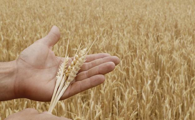 Un campo agrícola en Paredes de Nava, Palencia.