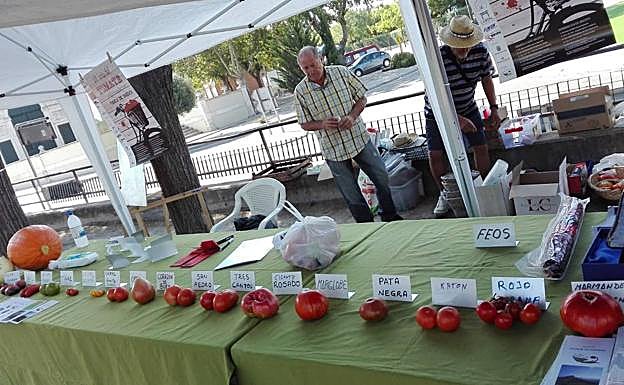 Imagen principal - Tudela de Duero presume de la calidad de su huerta con la cata y venta de 3.000 kilos de tomate