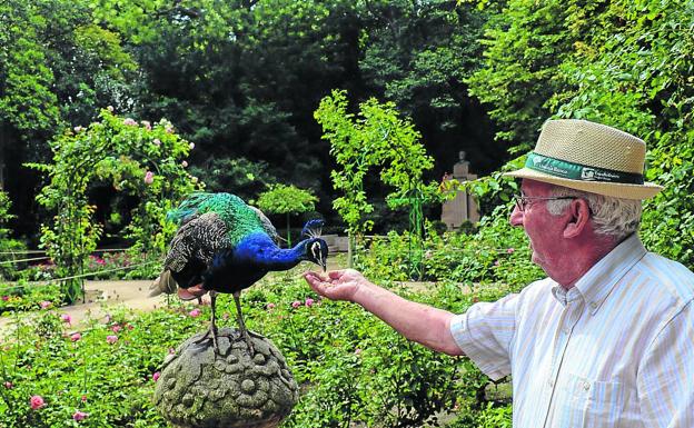 Un hombre alimenta a un pavo real con migas de pan en el Campo Grande. 