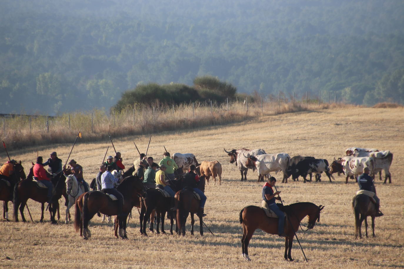 Fotos: Cuarto encierro de Cuéllar
