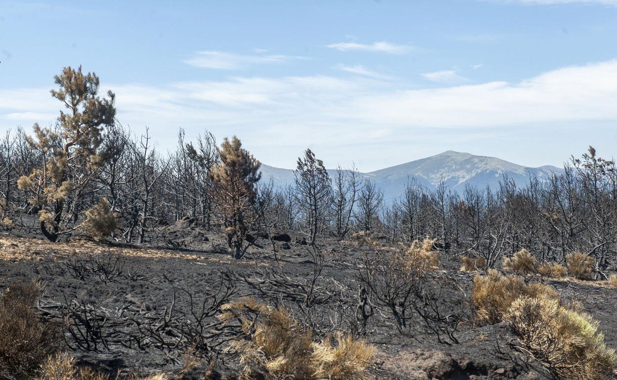 Estado en el que quedó parte de la zona afectada. 