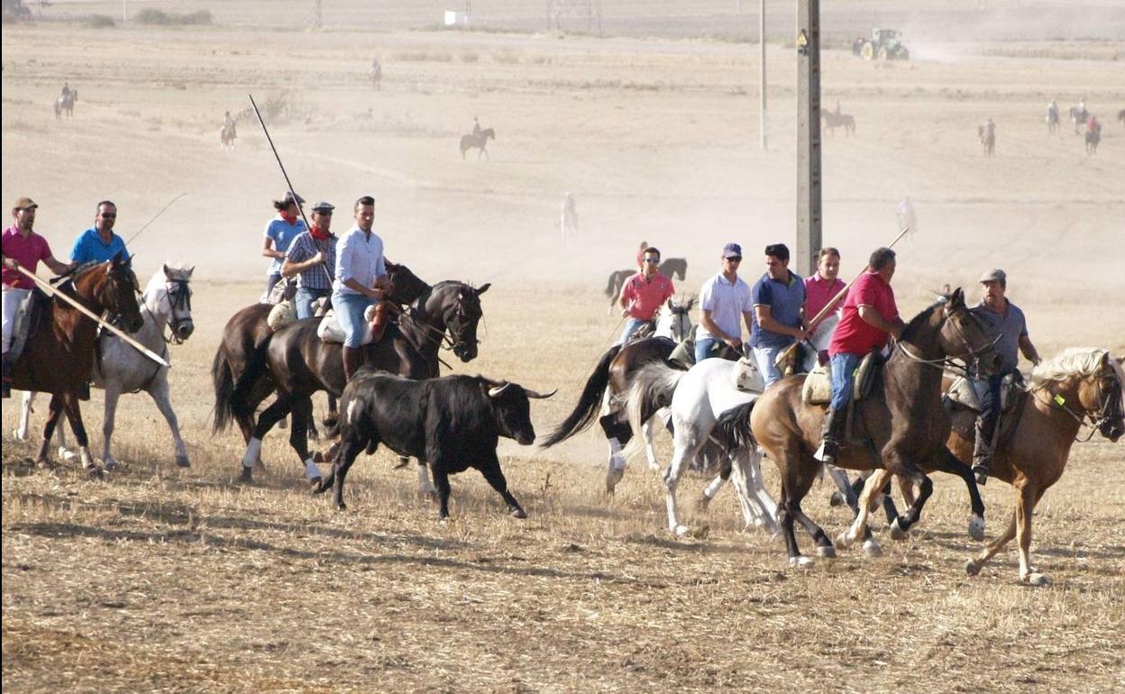 Encierros en una edición anterior de las fiestas de Olmedo. 