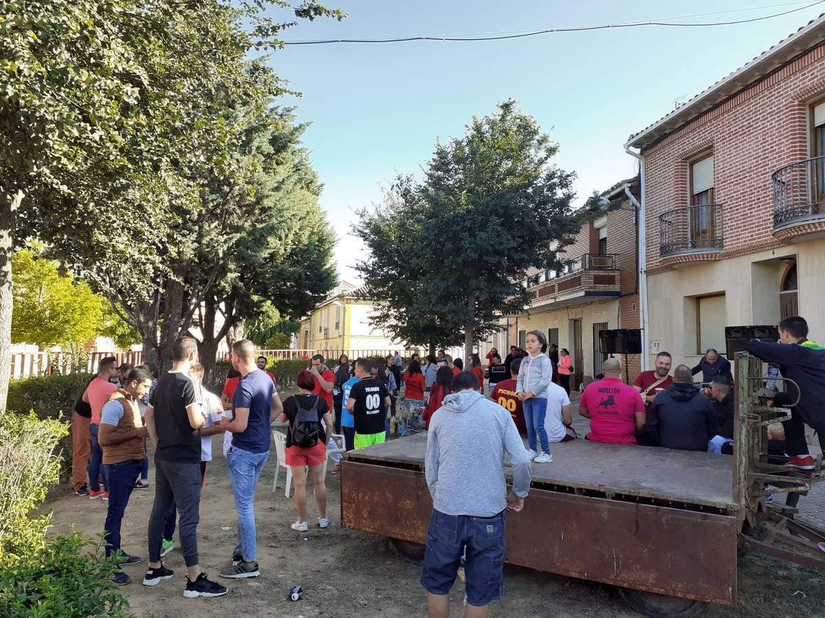 Fotos: Vaca enmaromada de Villafrechós