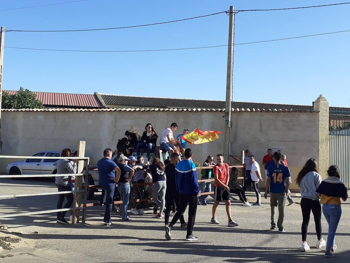 Fotos: Vaca enmaromada de Villafrechós