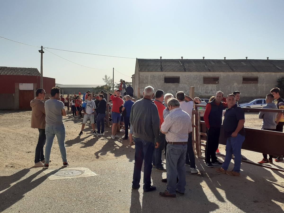 Fotos: Vaca enmaromada de Villafrechós