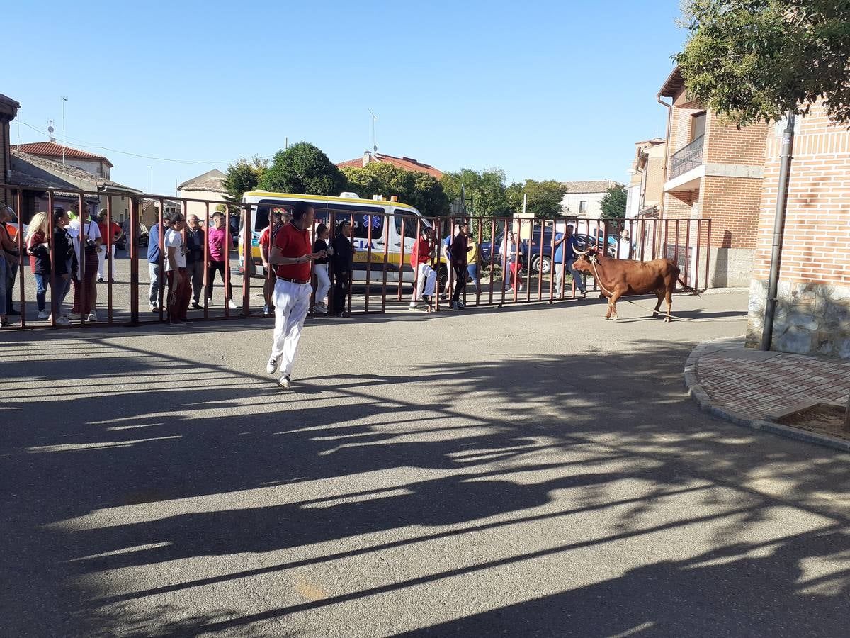 Fotos: Vaca enmaromada de Villafrechós