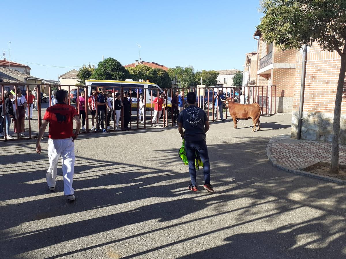 Fotos: Vaca enmaromada de Villafrechós