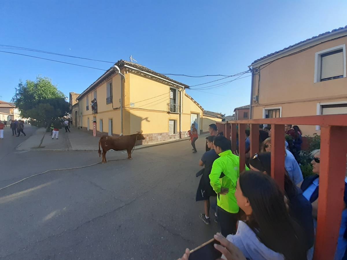 Fotos: Vaca enmaromada de Villafrechós