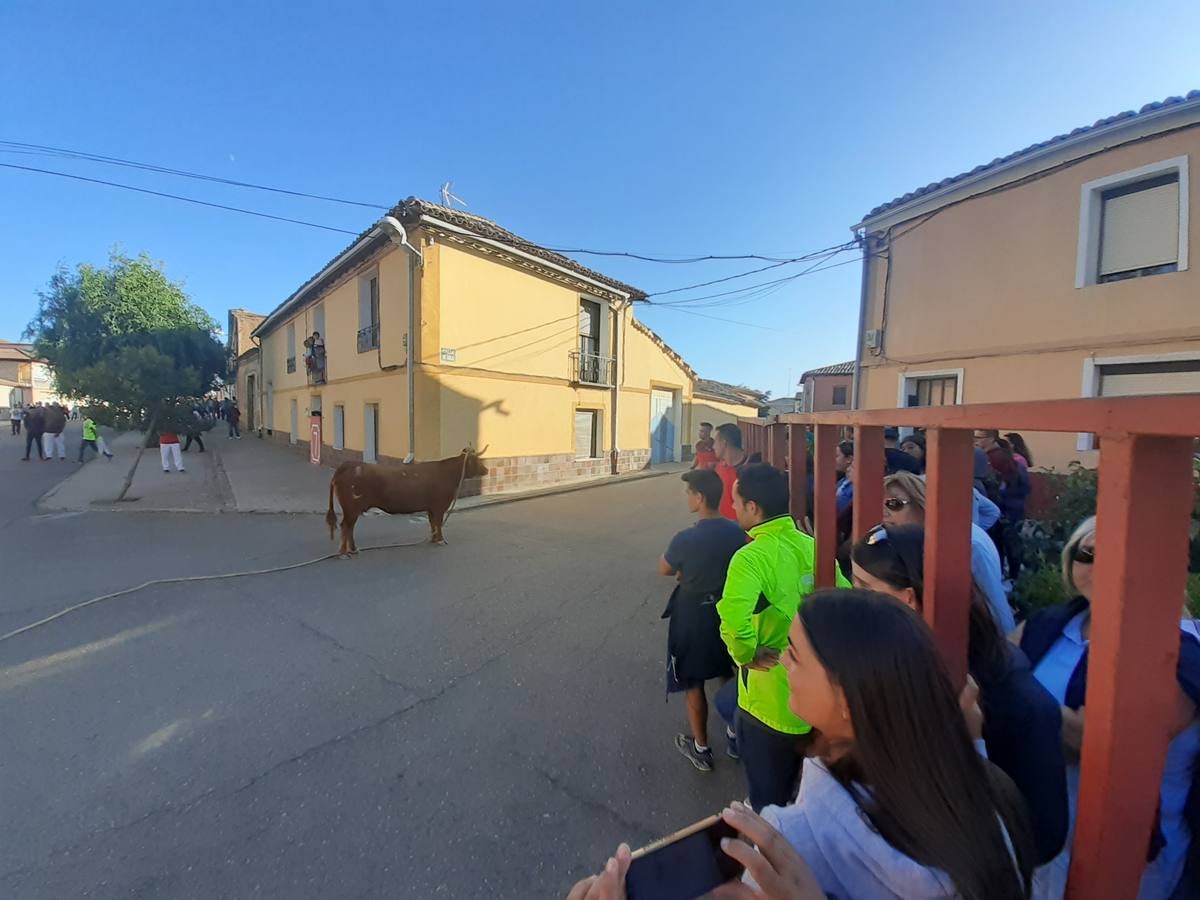 Fotos: Vaca enmaromada de Villafrechós