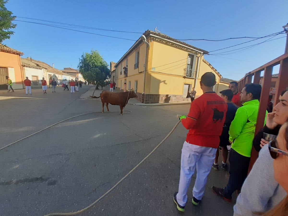 Fotos: Vaca enmaromada de Villafrechós