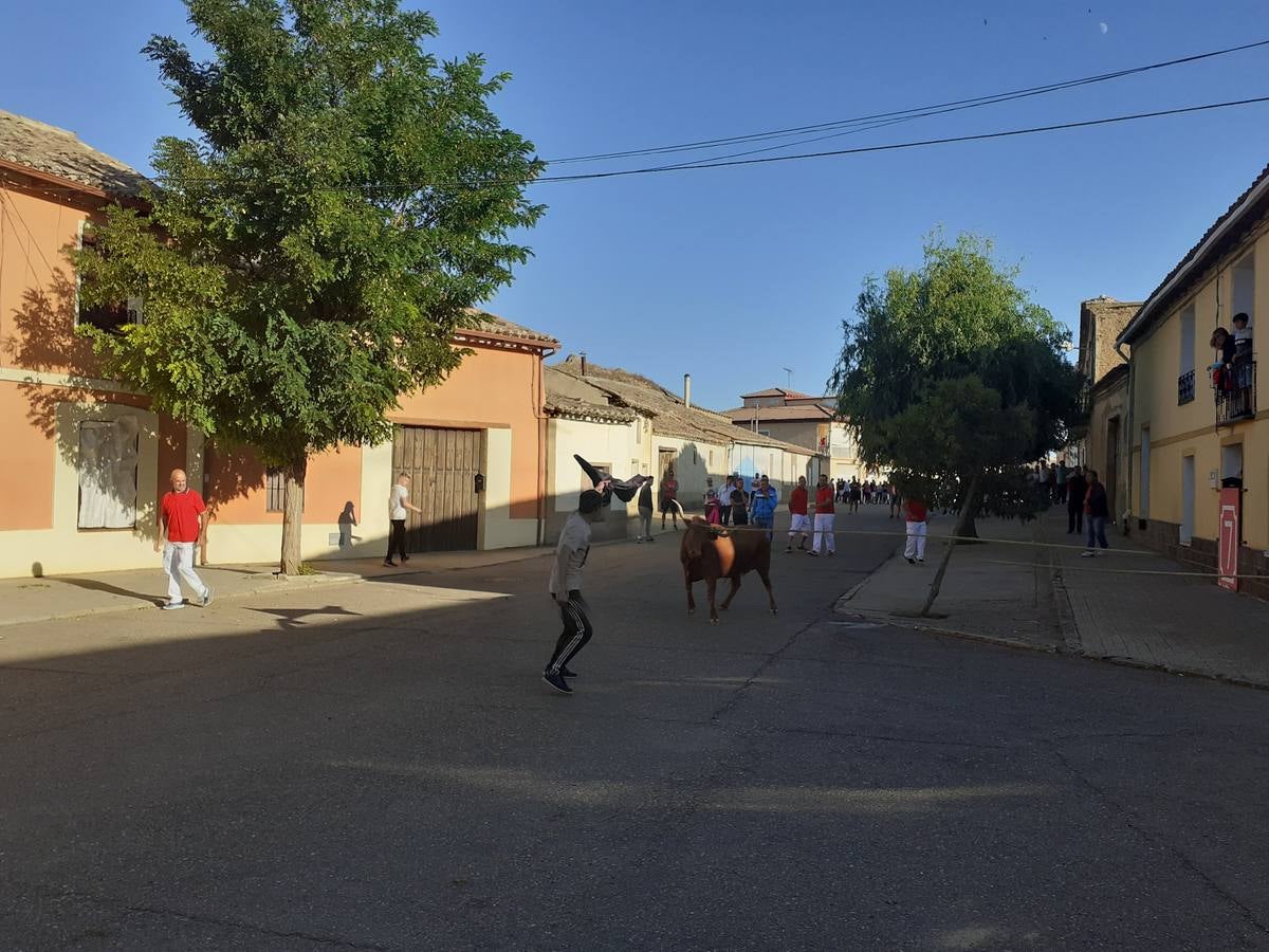 Fotos: Vaca enmaromada de Villafrechós