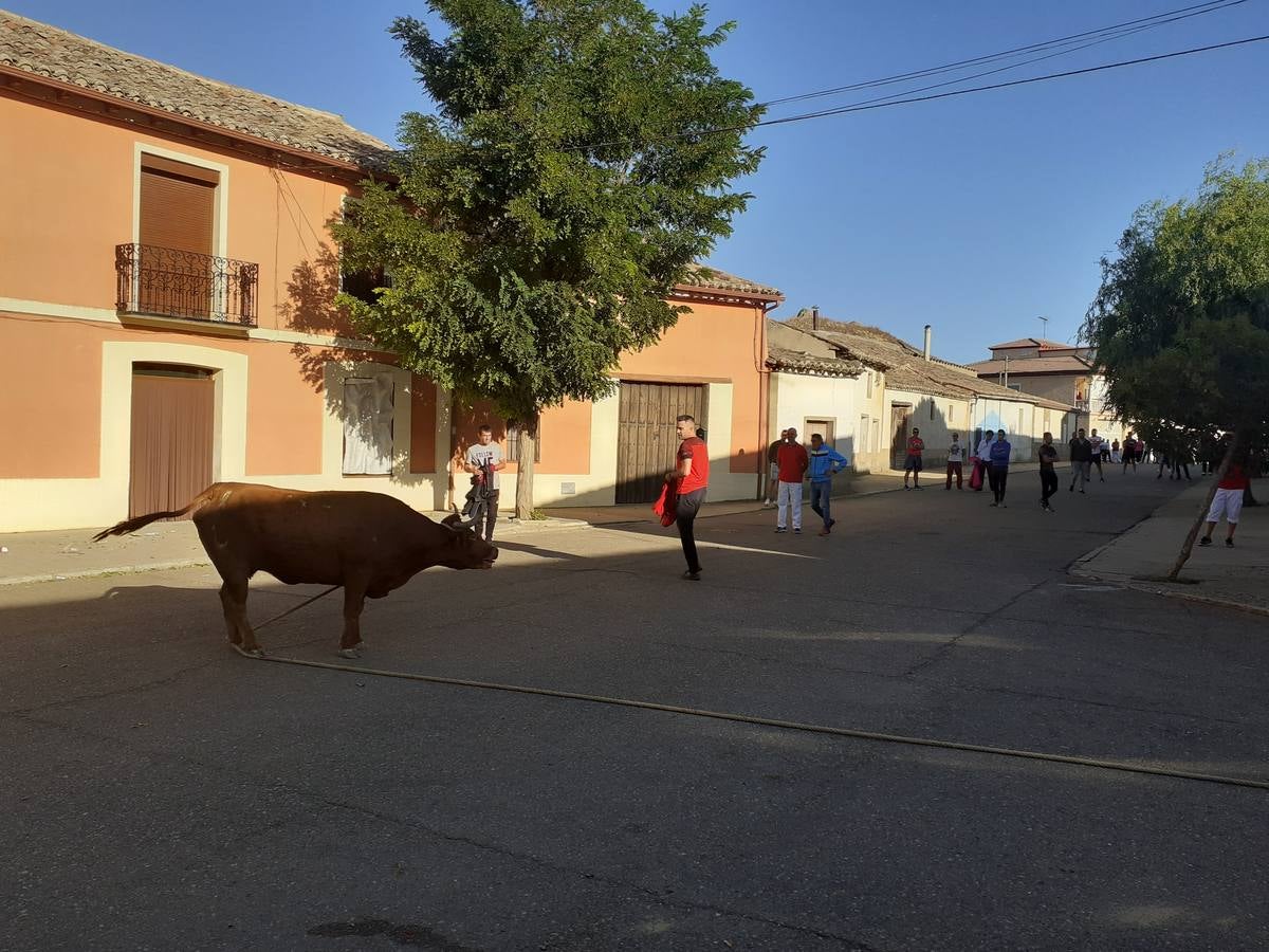 Fotos: Vaca enmaromada de Villafrechós
