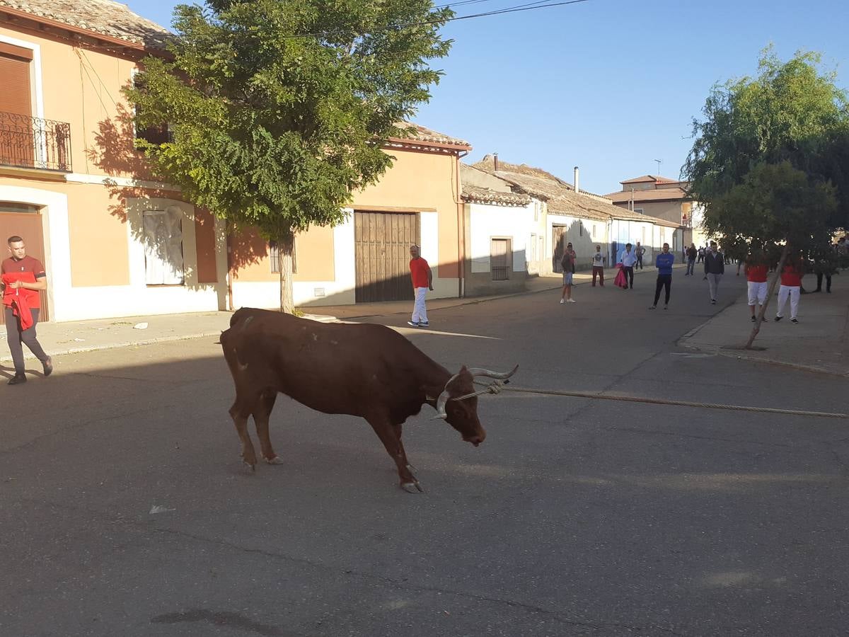 Fotos: Vaca enmaromada de Villafrechós