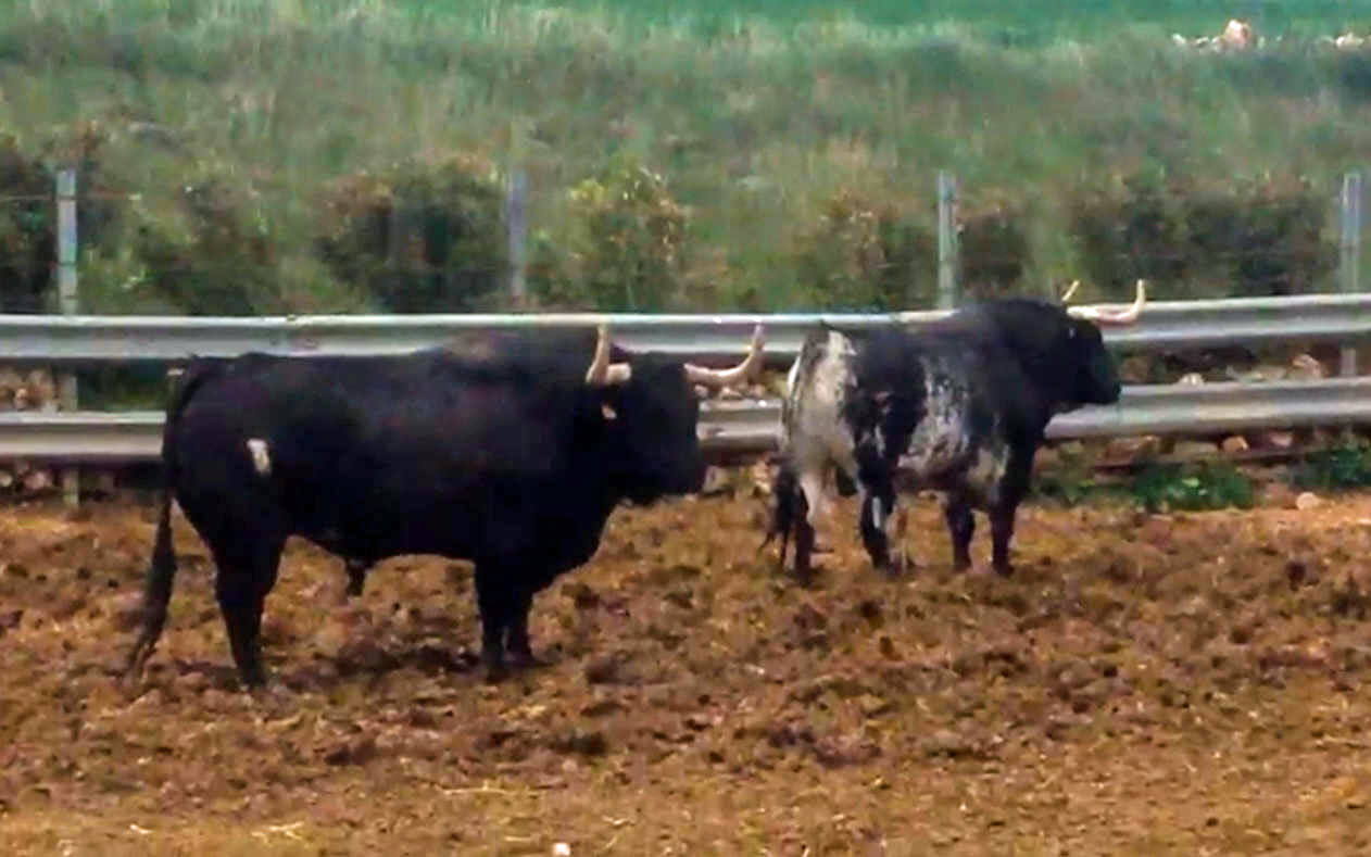 Desenjaule del Toro de la Vega 2019 en Tordesillas