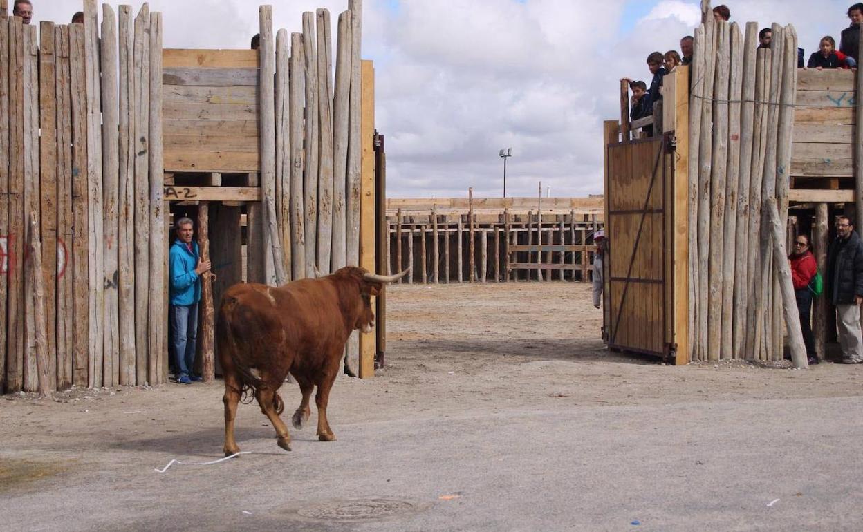 Encierro en Montemayor de Pililla, en una anterior edición.