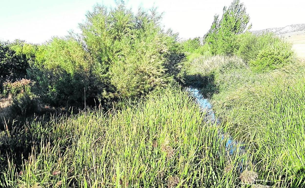Estado actual del río Esgueva a su paso por Villanueva de los Infantes. 