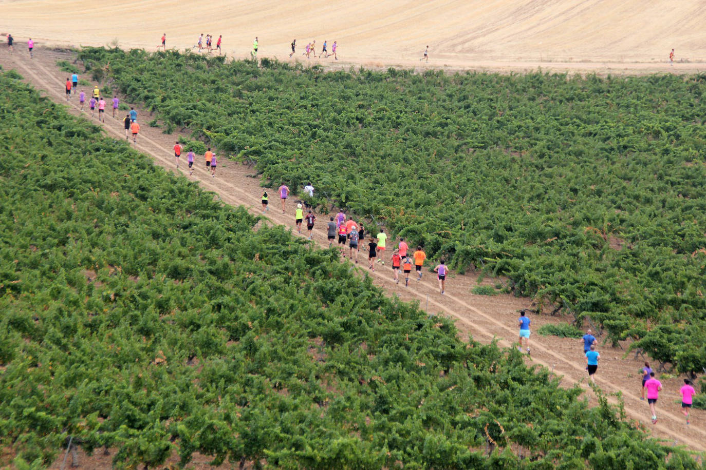 Fotos: Más de 300 atletas participan en la carrera &#039;Corriendo entre viña&#039; de Rueda (2/2