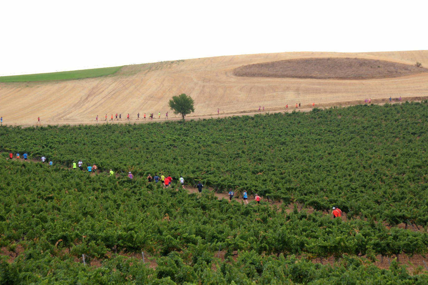 Fotos: Más de 300 atletas participan en la carrera &#039;Corriendo entre viña&#039; de Rueda (2/2