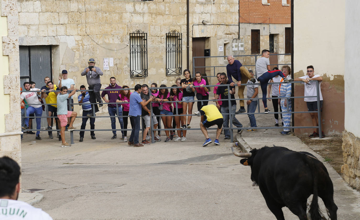 Fotos: Toro de pueblo en Astudillo