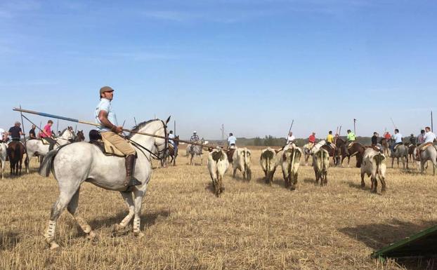 Encierro campero en Mayorga, en años anteriores. 