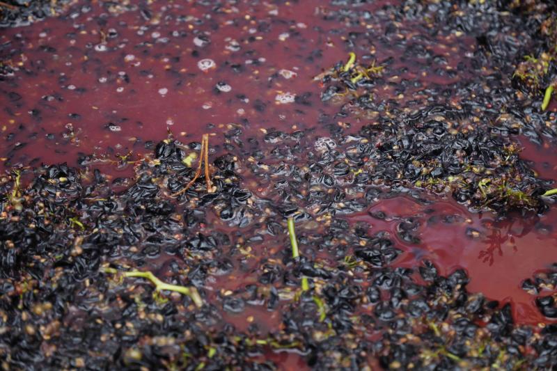 Es la primera celebración de estas características que se celebra en la comarca de Peñafiel este año.