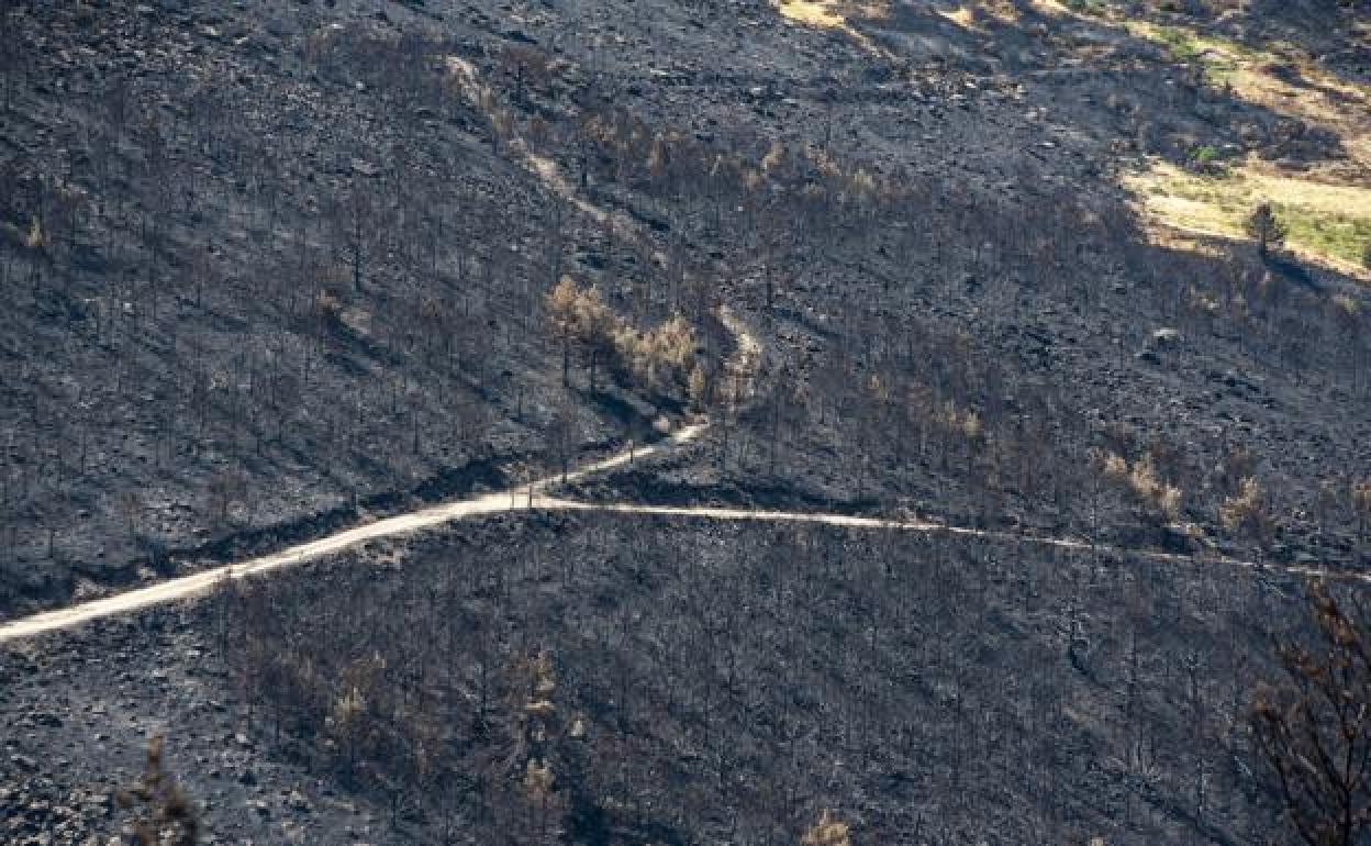 Parte de la superficie quemada en la sierra de Guadarrama, cerca de La Granja, a raíz del incendio que se declaró el 4 de agosto. 