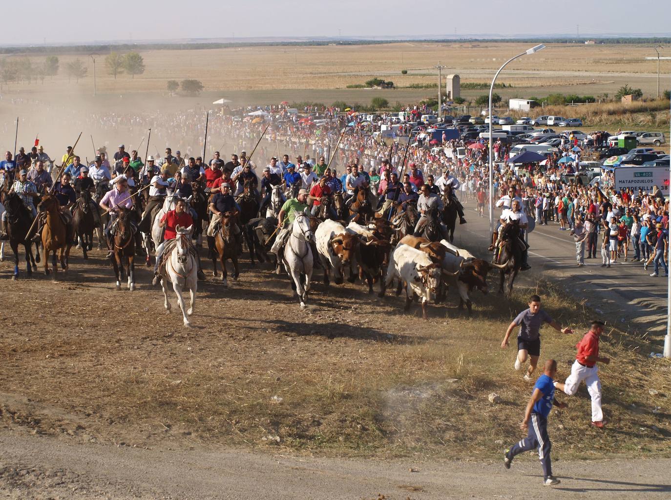 Los caballistas arropan a la manada en el embudo durnate el encierro campero de las fiestas de San Miguel, en Olmedo. 