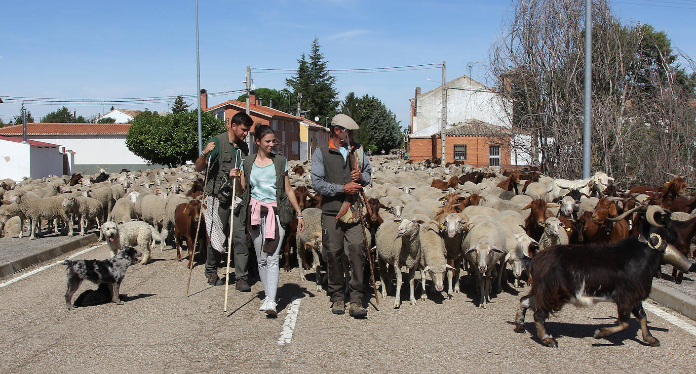 Ovejas trashumantes a su paso por Perales, Palencia. 