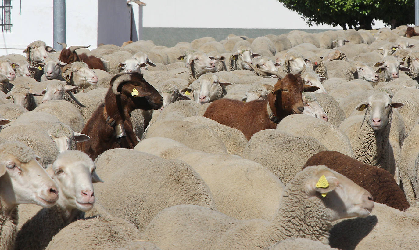 Ovejas trashumantes a su paso por Perales, Palencia. 