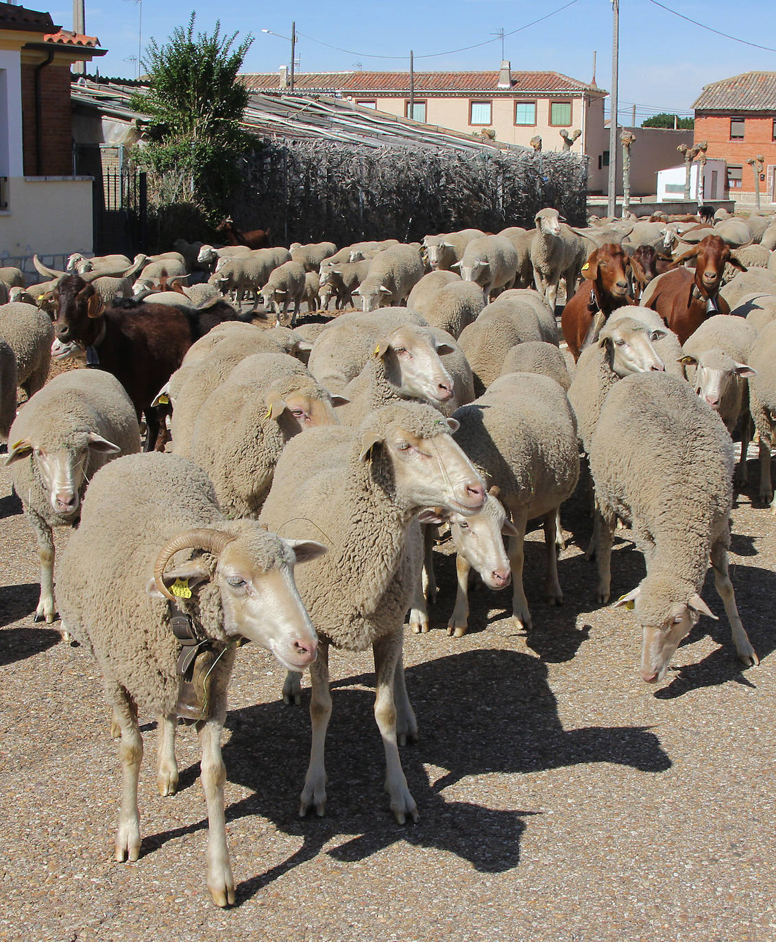 Ovejas trashumantes a su paso por Perales, Palencia. 