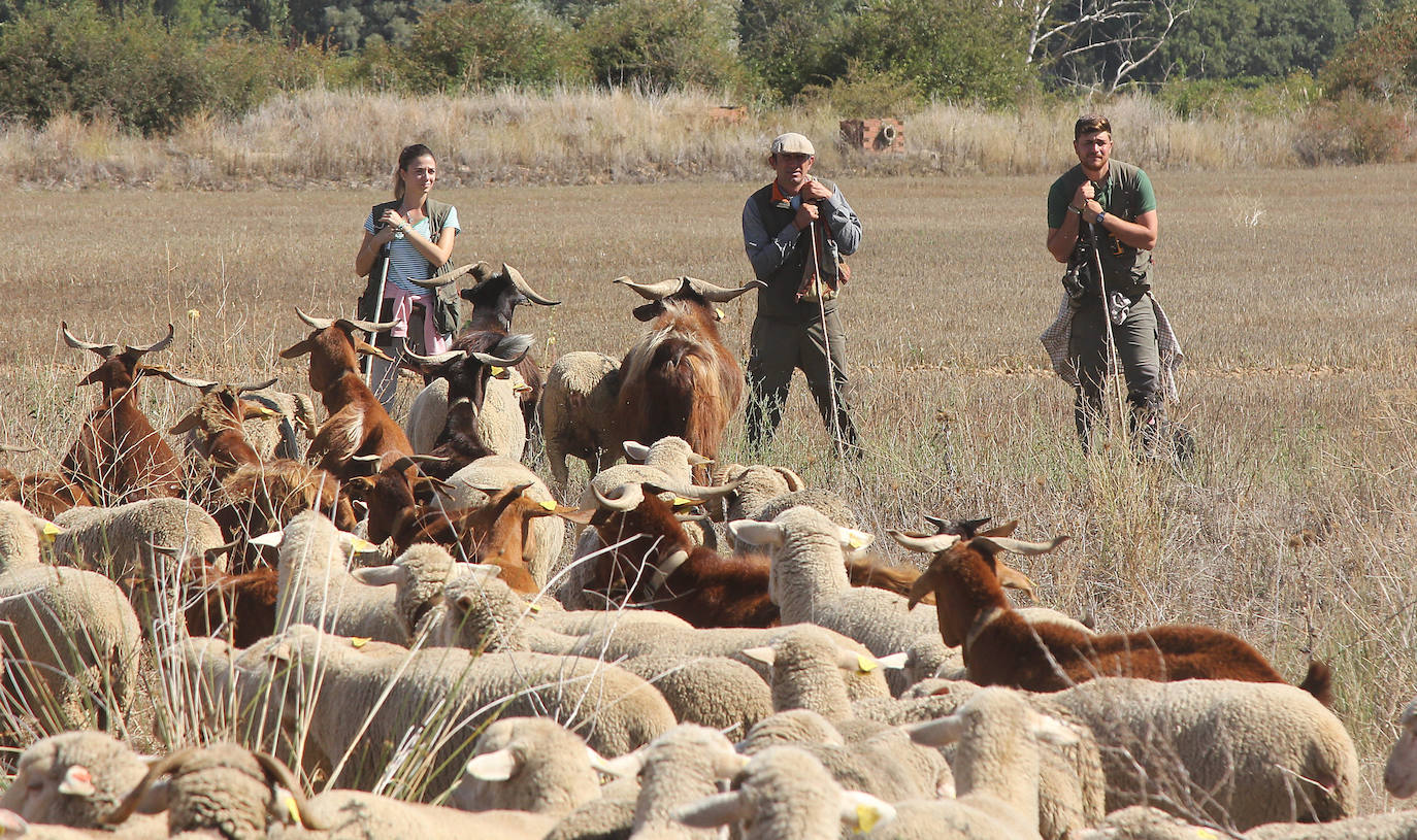 Ovejas trashumantes a su paso por Perales, Palencia. 