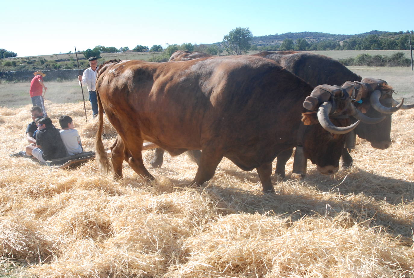 Fiestas de Fuenterroble de Salvatierra. 